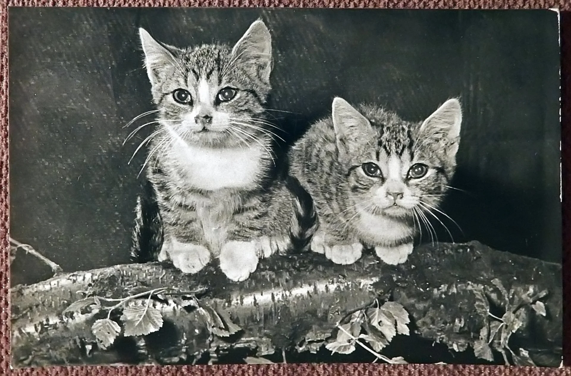 Открытка. Котята на дереве. Прага. Чехословакия. 1960-е годы - изображение 1