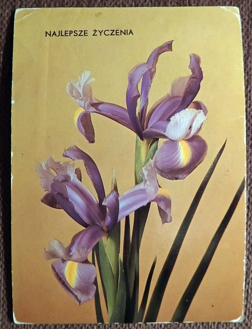 Открытка. Наилучшие пожелания. Ирисы. Цветы. Польша. 1983 год - изображение 1