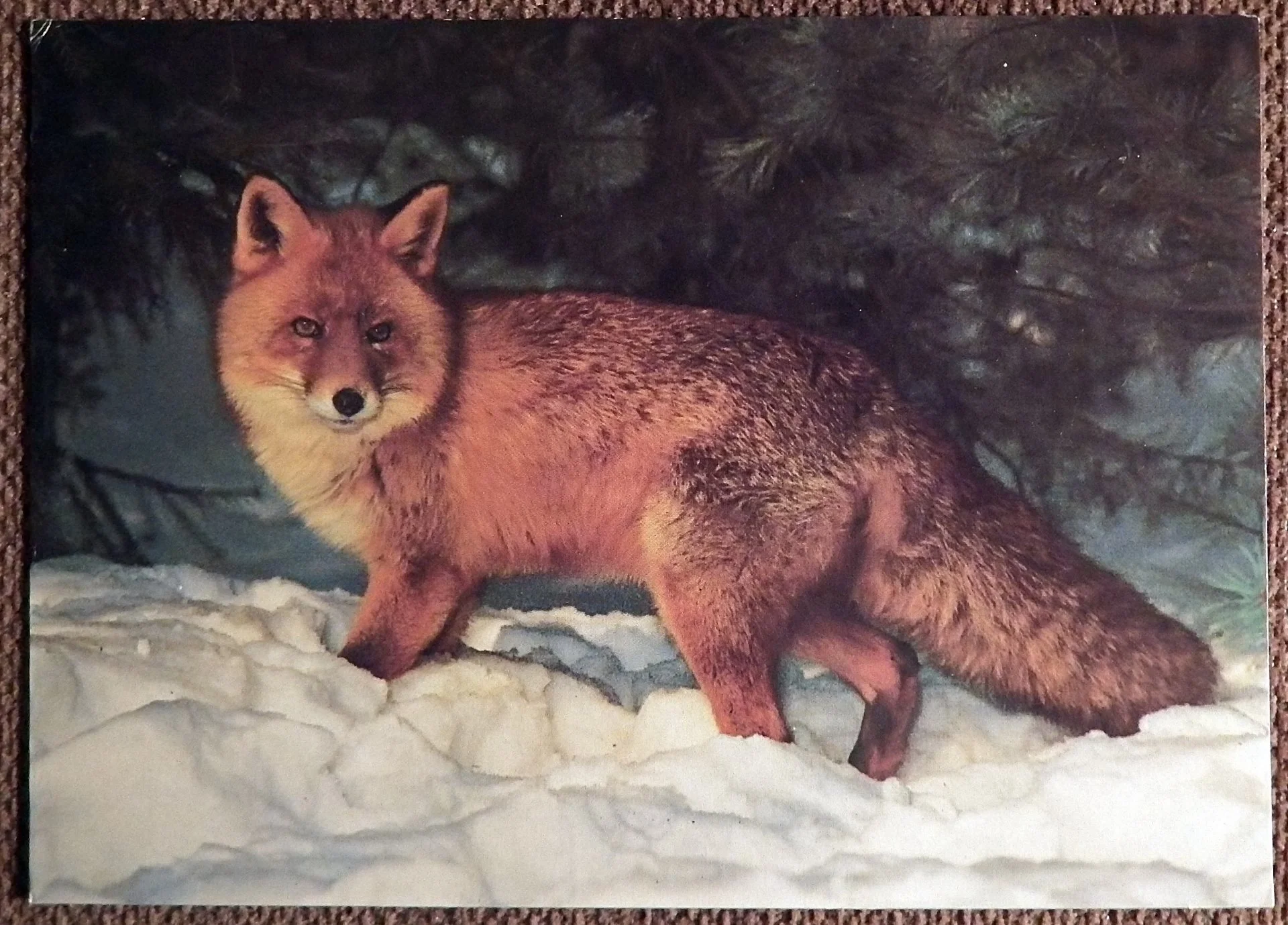 Открытка. Лиса. 1990 год - изображение 1