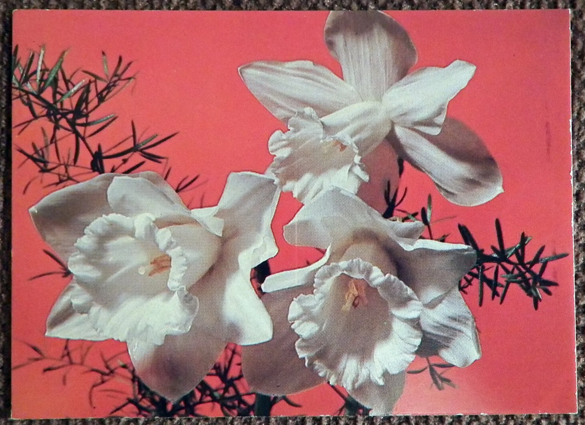 Мини-открытка. Поздравляю. Нарциссы. Цветы. 1987 год - изображение 1