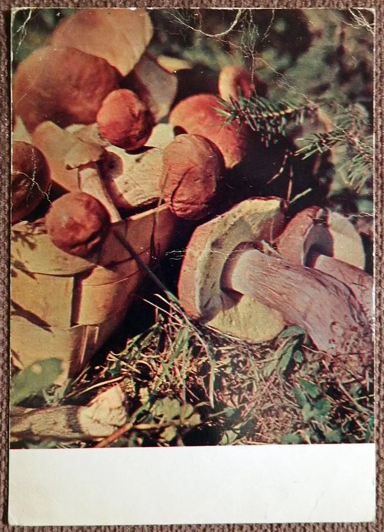 Открытка. Грибы белые. 1969 год - изображение 1