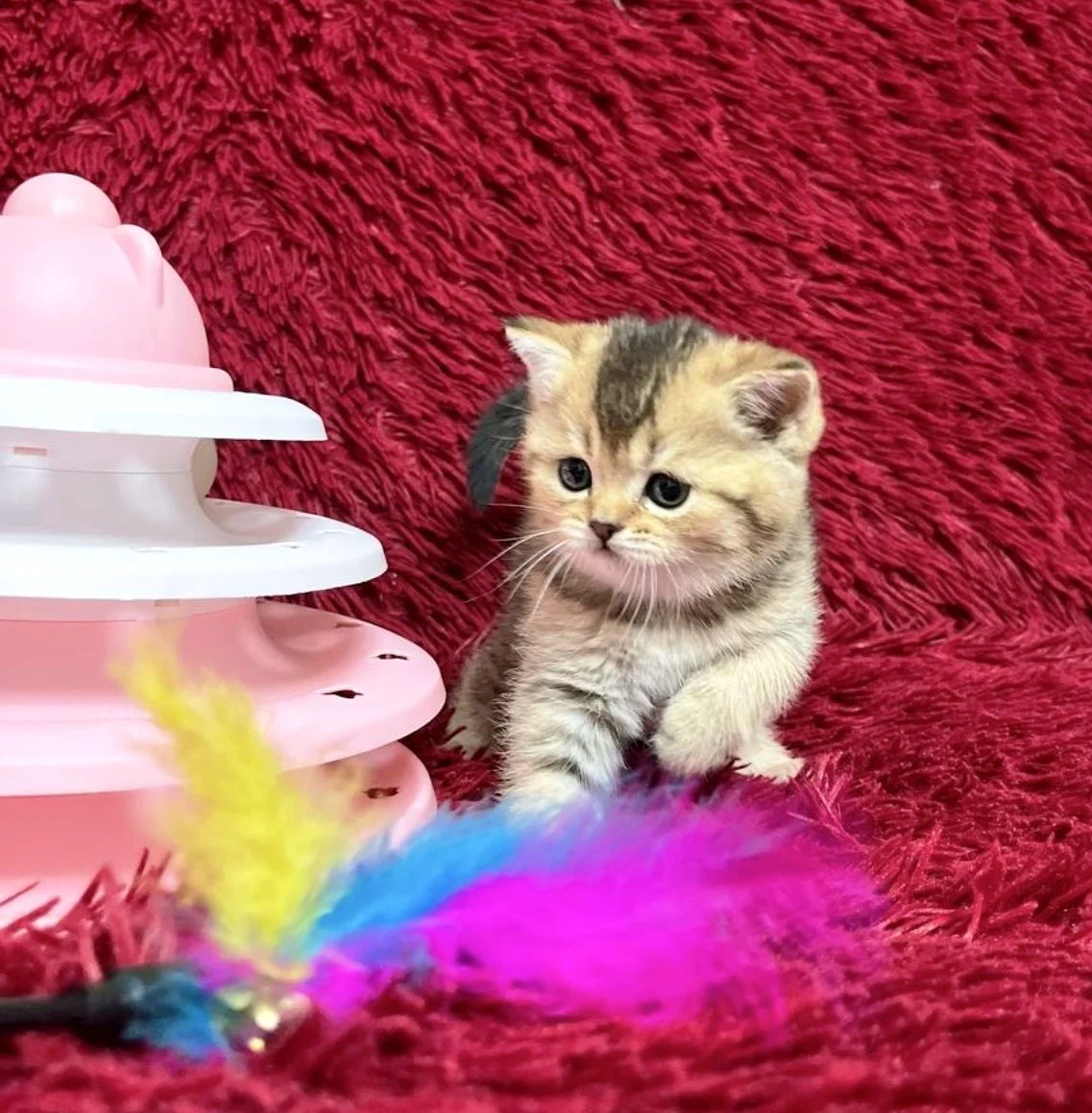 Шотландский котенок - миниатюра 2