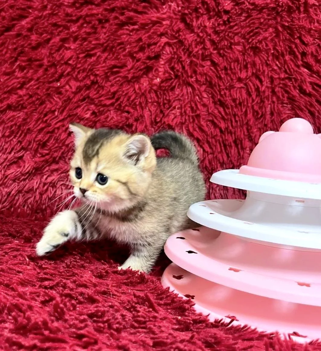 Шотландский котенок - миниатюра 3
