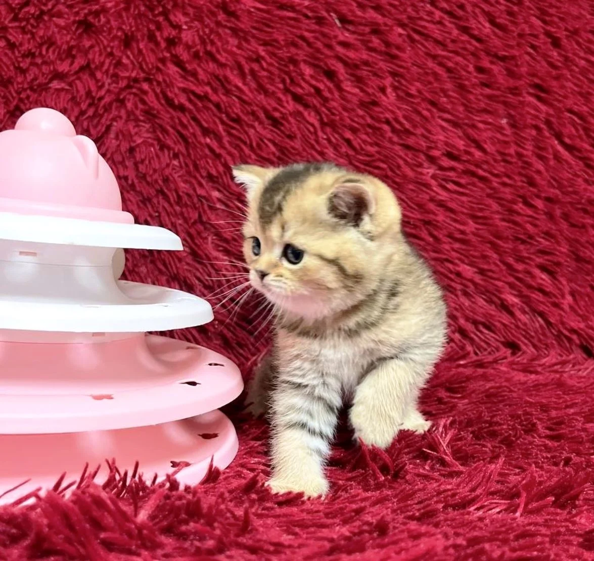 Шотландский котенок - миниатюра 4