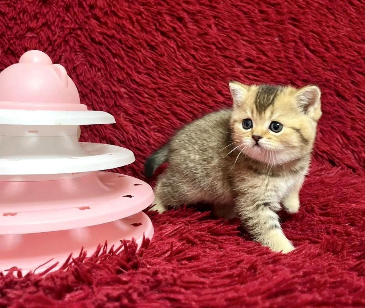Шотландский котенок - миниатюра 5