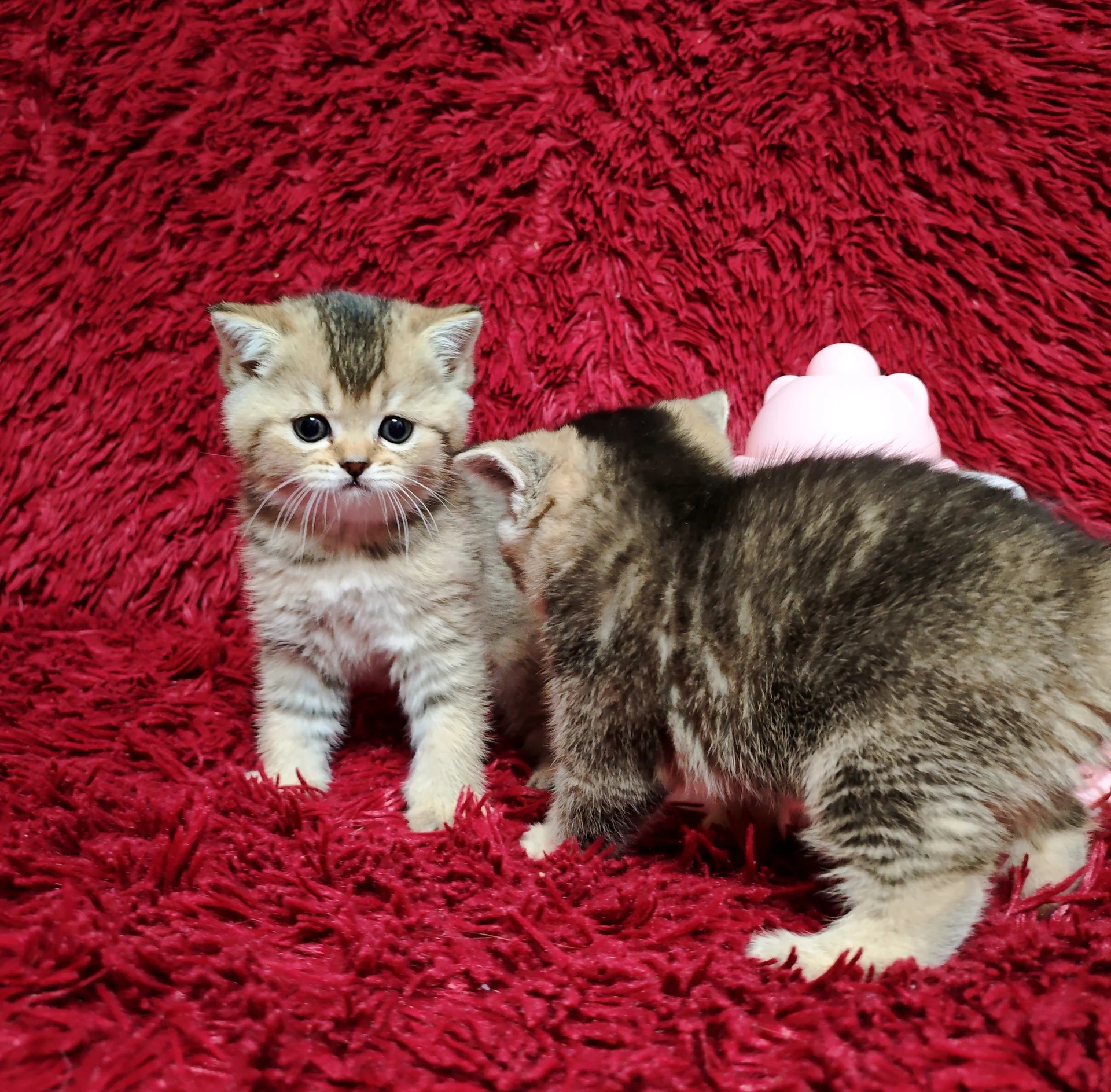 Шотландский котенок - миниатюра 6