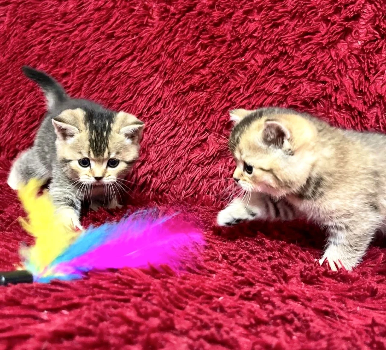Шотландский котенок - миниатюра 7