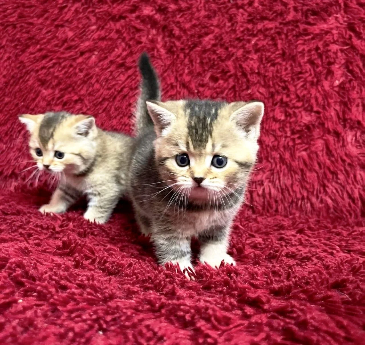Шотландский котенок - миниатюра 8
