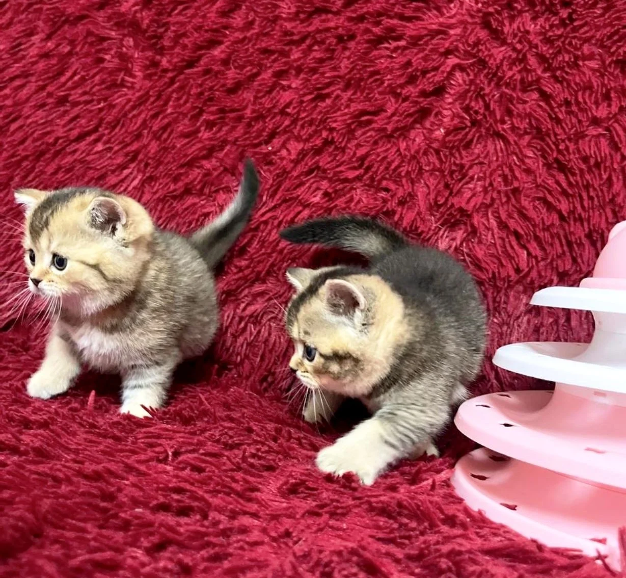 Шотландский котенок - миниатюра 9