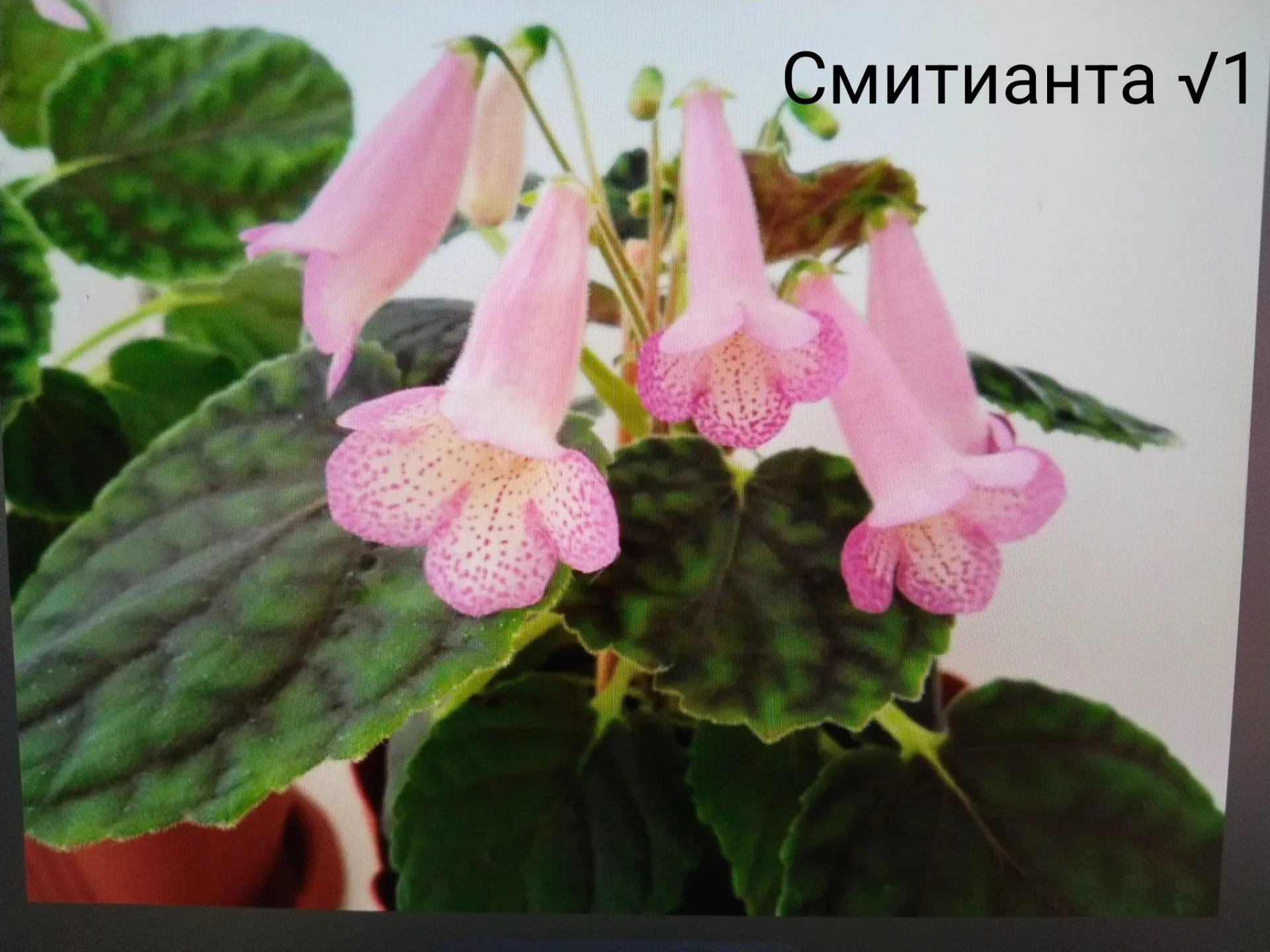Глоксинии, смитианты и колерии - миниатюра 7