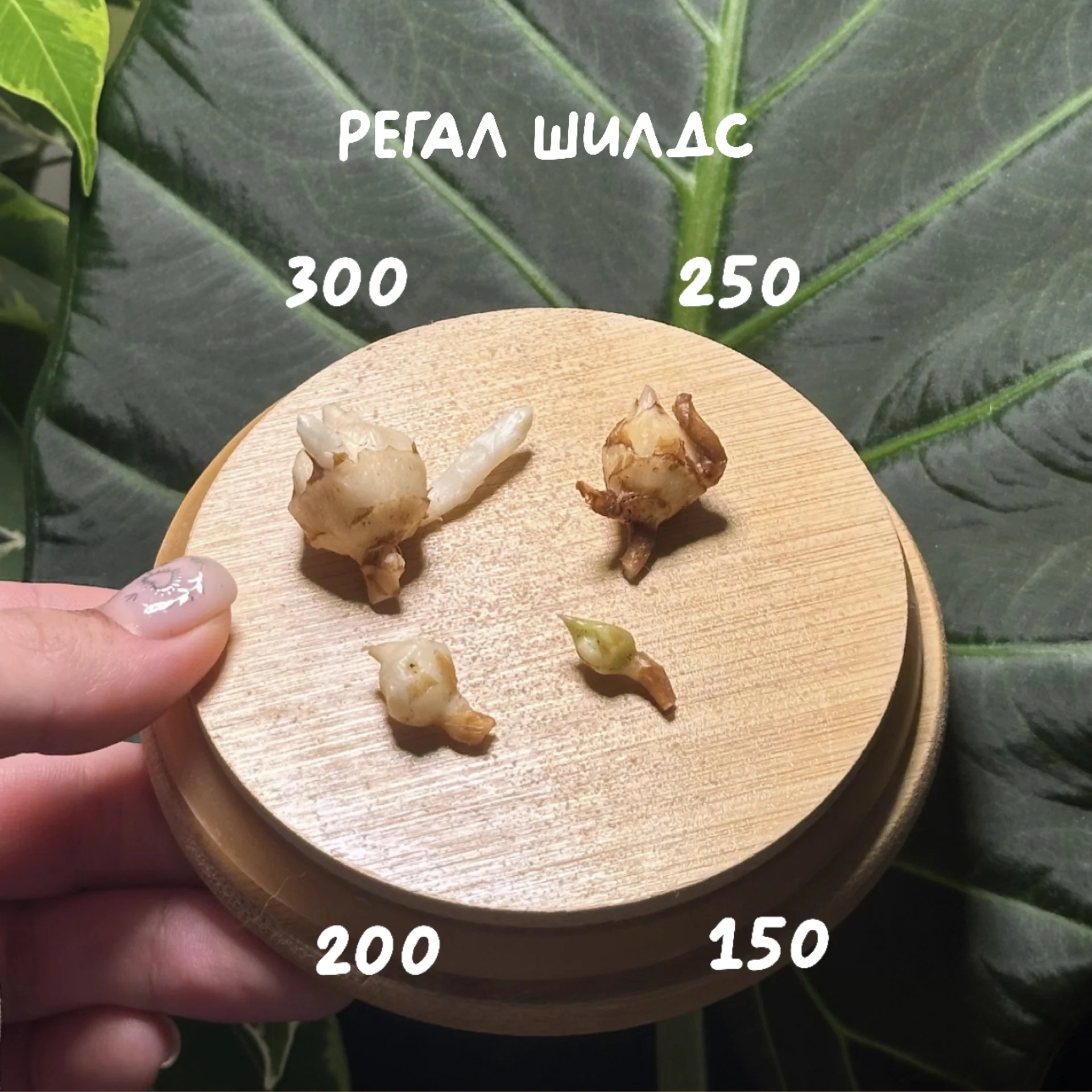 Клубни Алоказий разных сортов - миниатюра 2