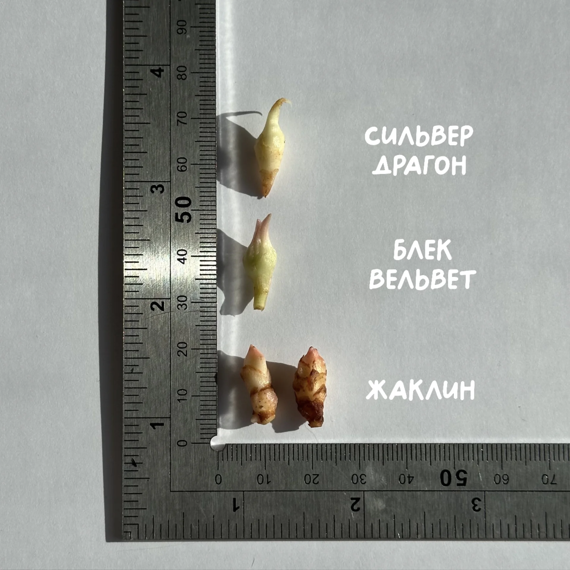 Клубни Алоказий разных сортов - миниатюра 3