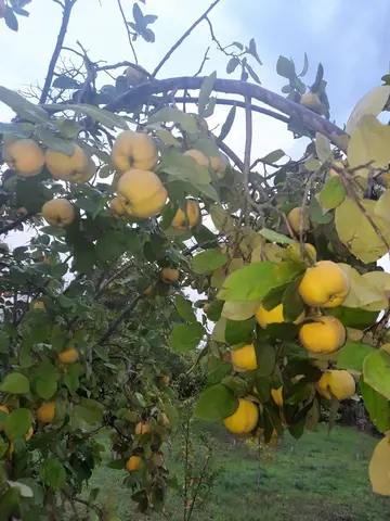 Саженцы вишня/айва