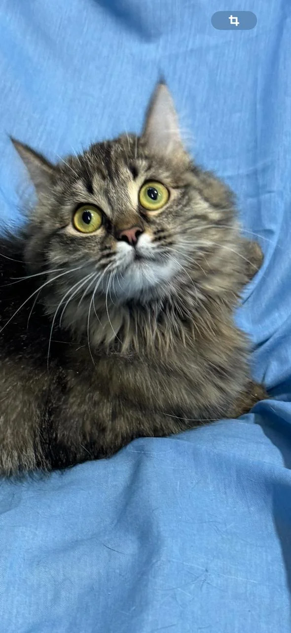 Милота ищет дом🐈 - изображение 1