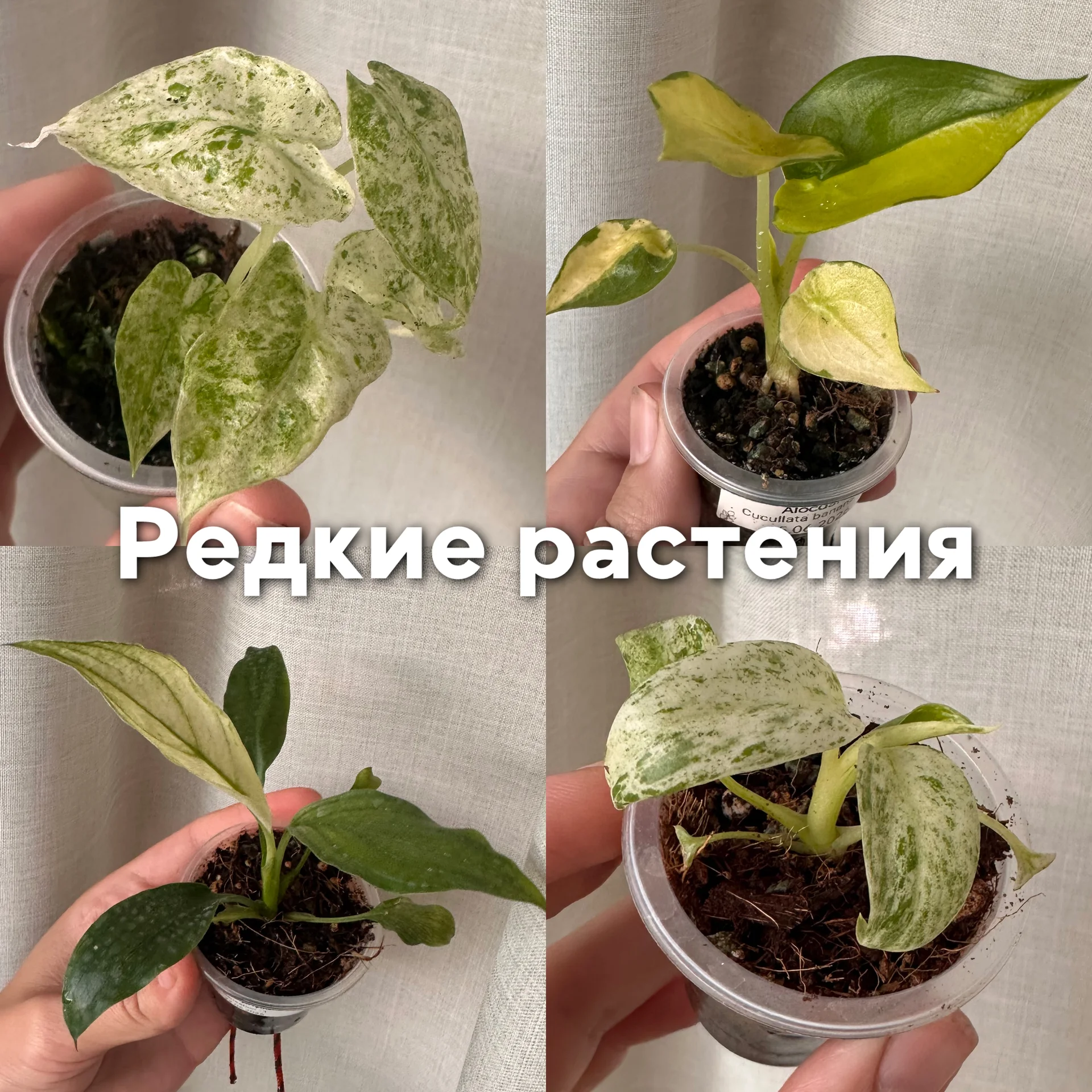 Алоказии, Спаситифиллум, Эпипремнум - изображение 1