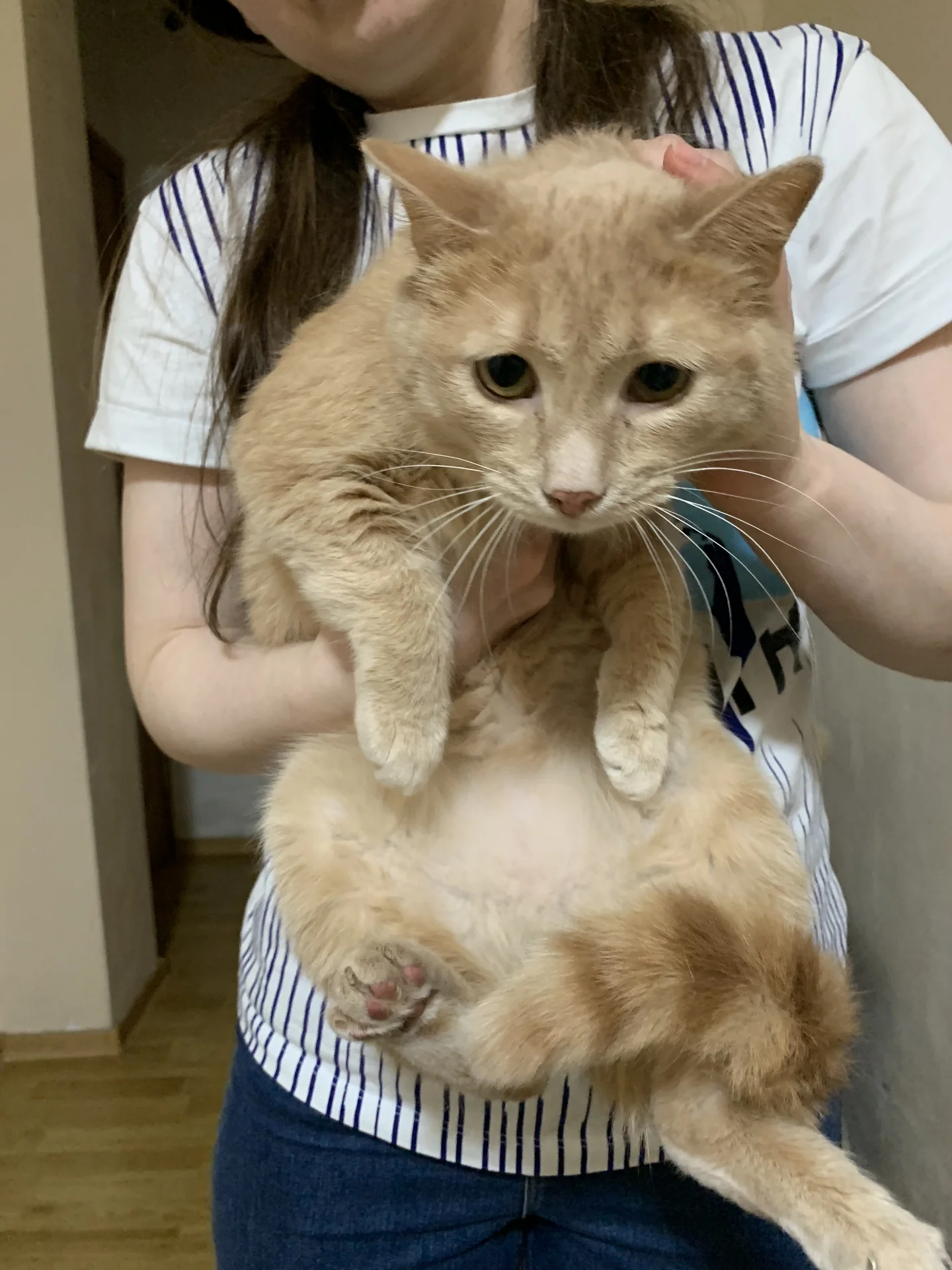 Рыжий котик в добрые руки - миниатюра 2