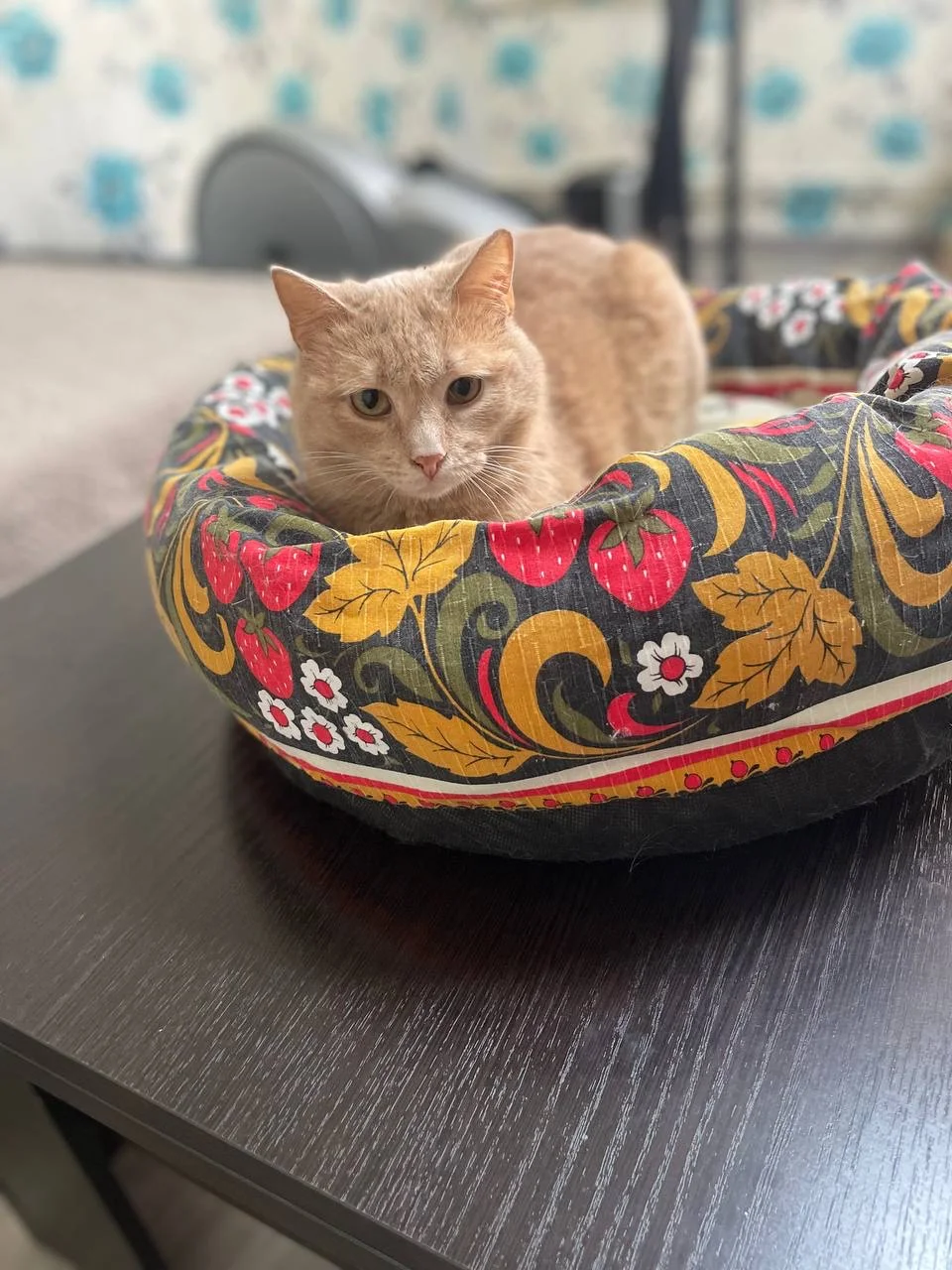 Рыжий котик в добрые руки - миниатюра 5