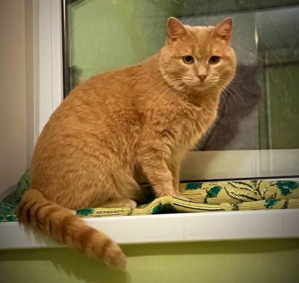 Рыжий котик в добрые руки - миниатюра 7