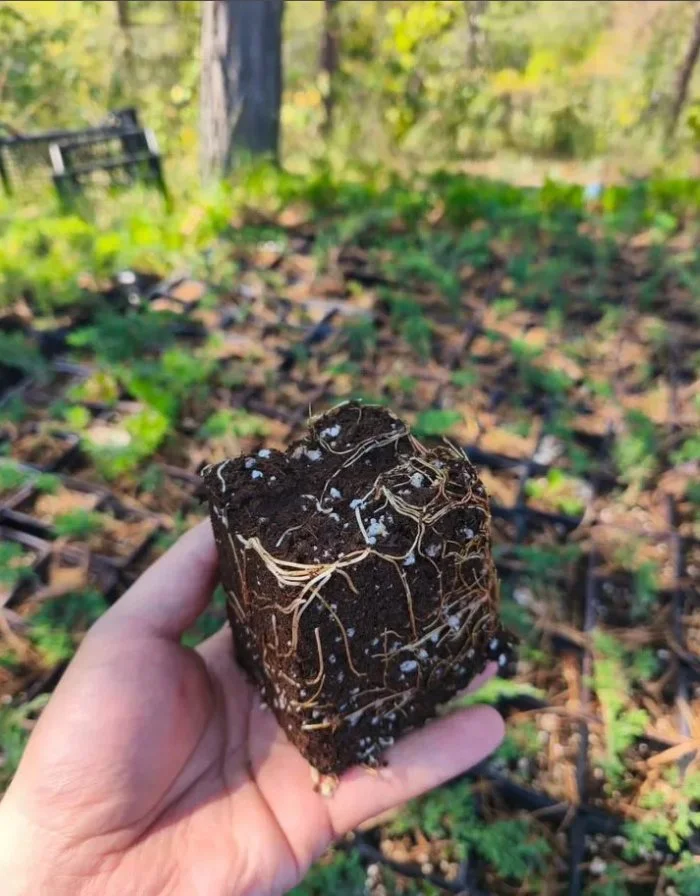 Стелящийся можевельник Принц Уэльский почвопокровный - миниатюра 4