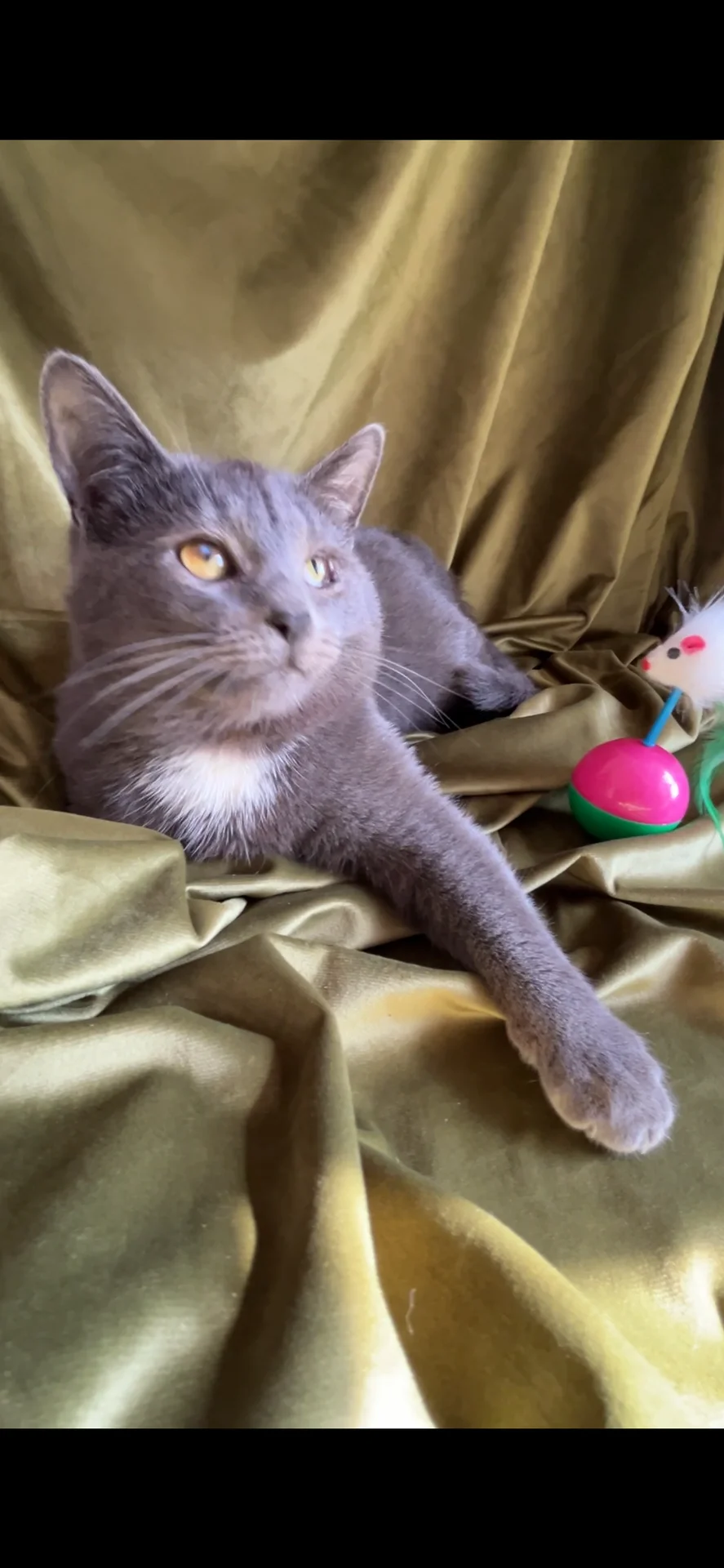 Котёнок ищет дом - изображение 1