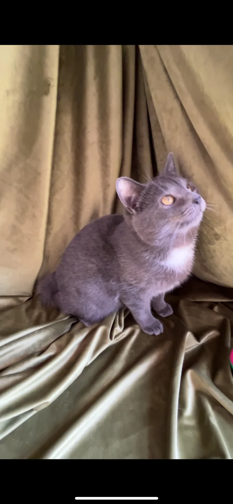 Котёнок ищет дом - миниатюра 2