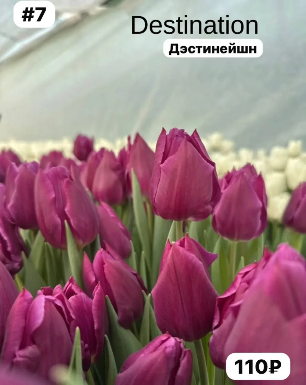 Луковицы тюльпанов - миниатюра 5