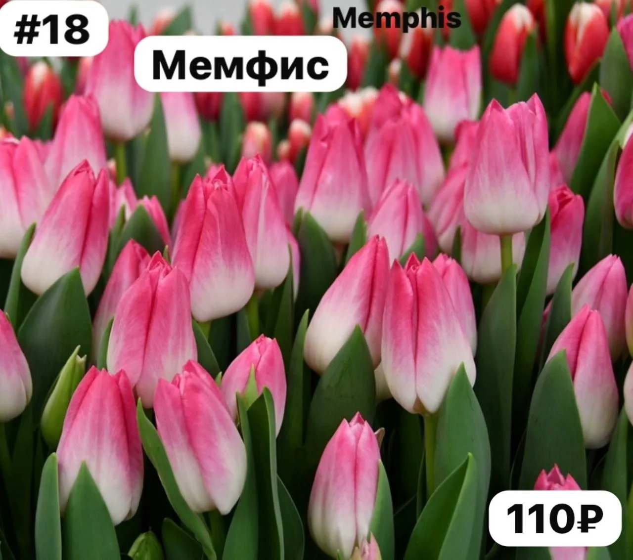 Луковицы тюльпанов - миниатюра 15