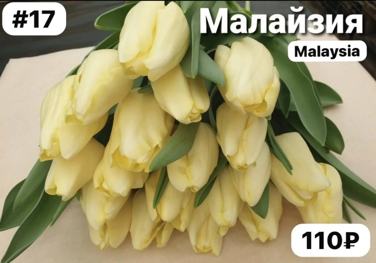 Луковицы тюльпанов - миниатюра 16