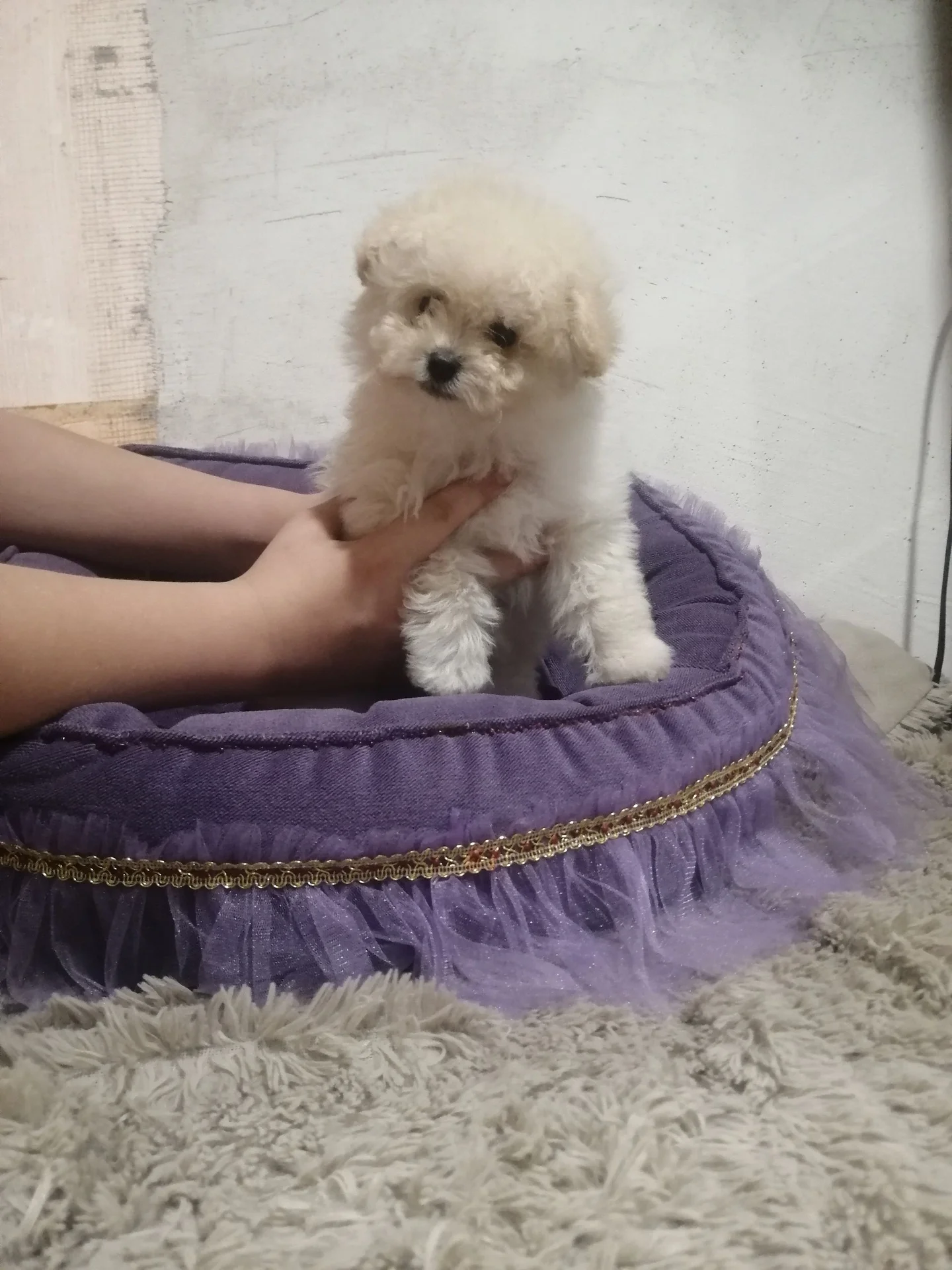 Мальтипу мальчик мини