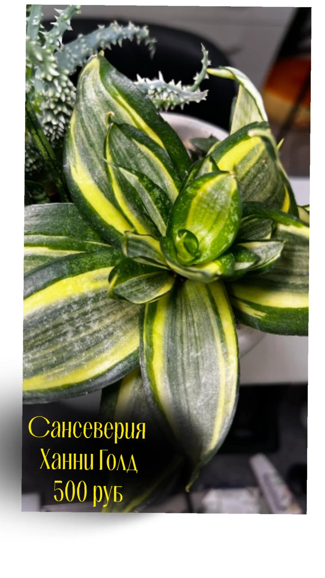 Суккуленты. Сансеверия. - изображение 1