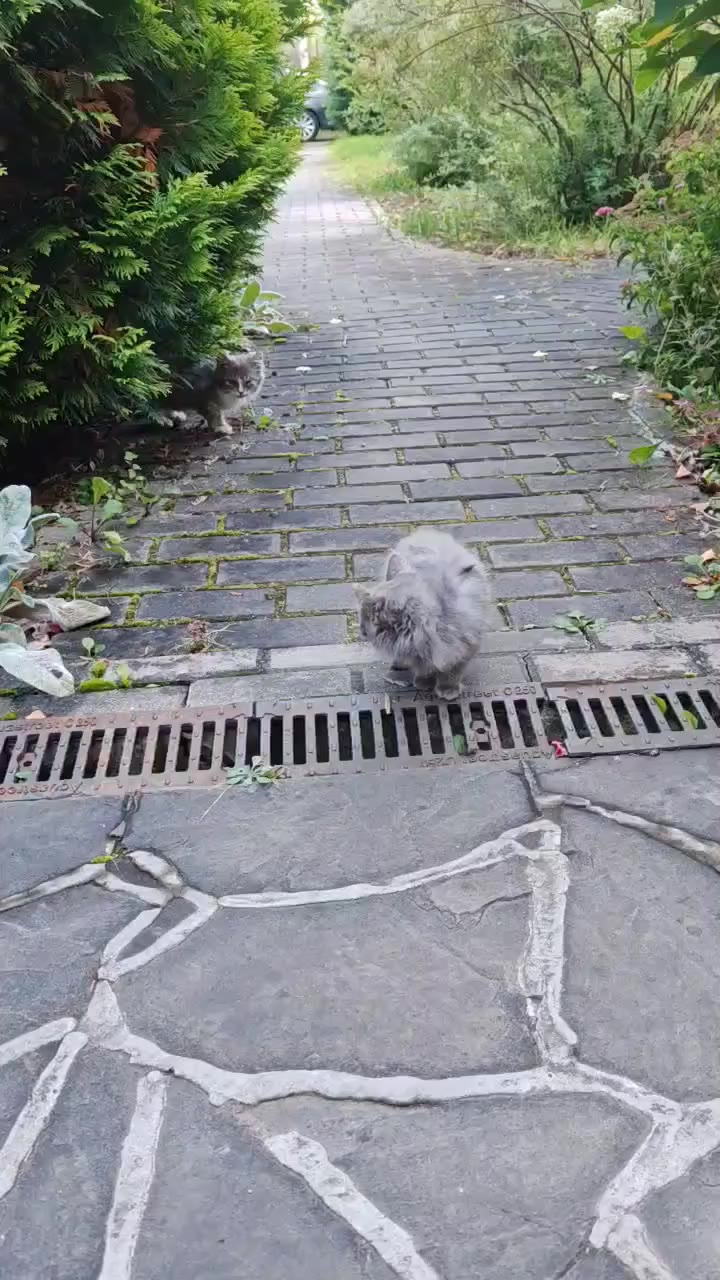 Котята🐱  в добрые руки