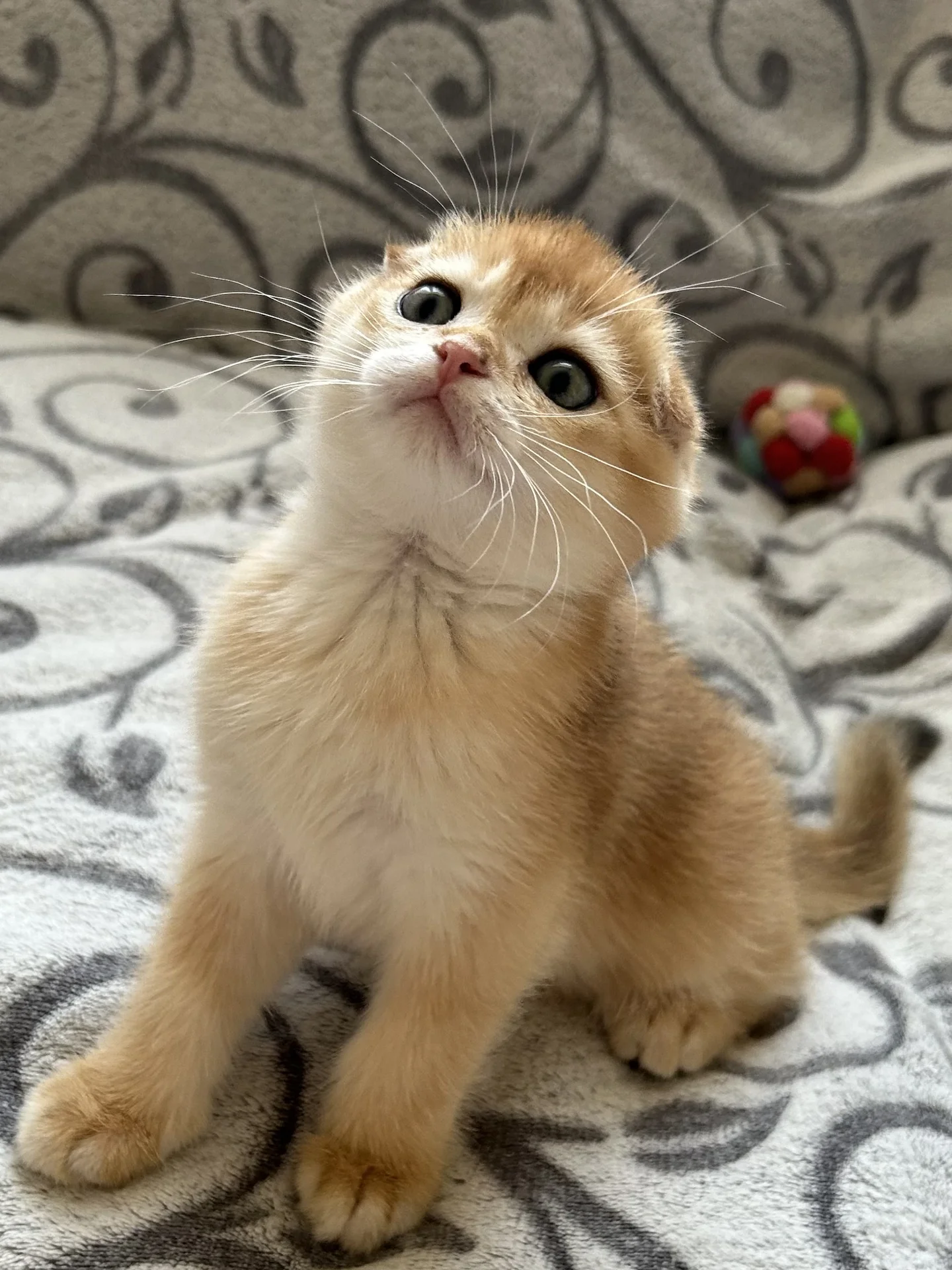 Шотландские котята - миниатюра 3