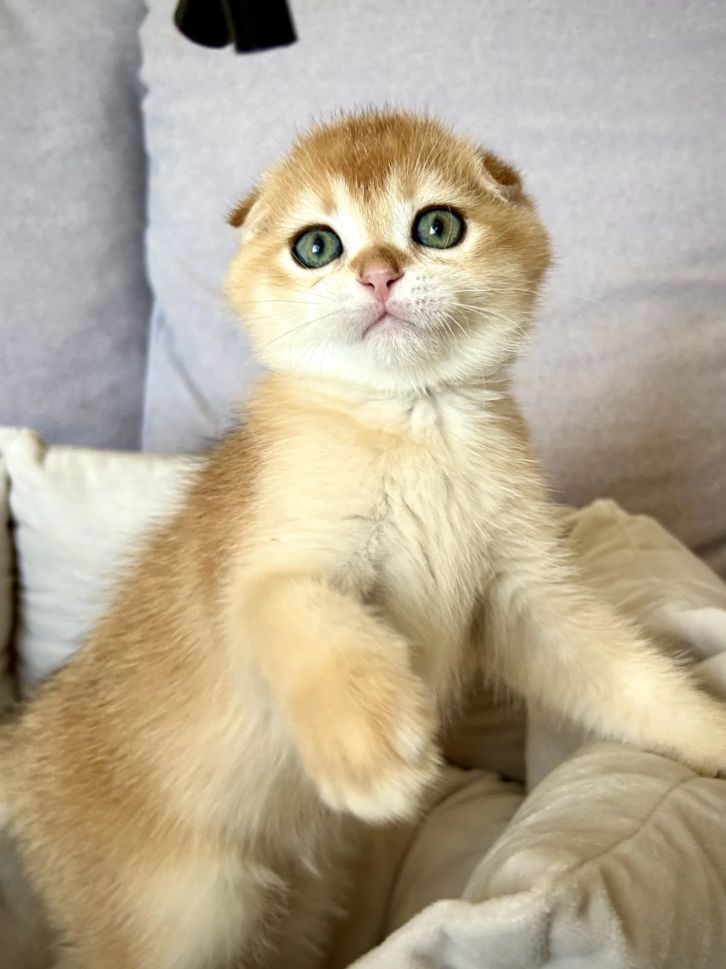 Шотландские котята - миниатюра 4