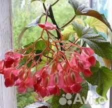Цветы домашние в горшках - миниатюра 8