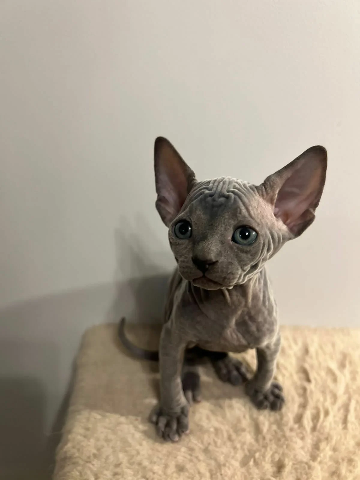 Котята сфинкс - миниатюра 4