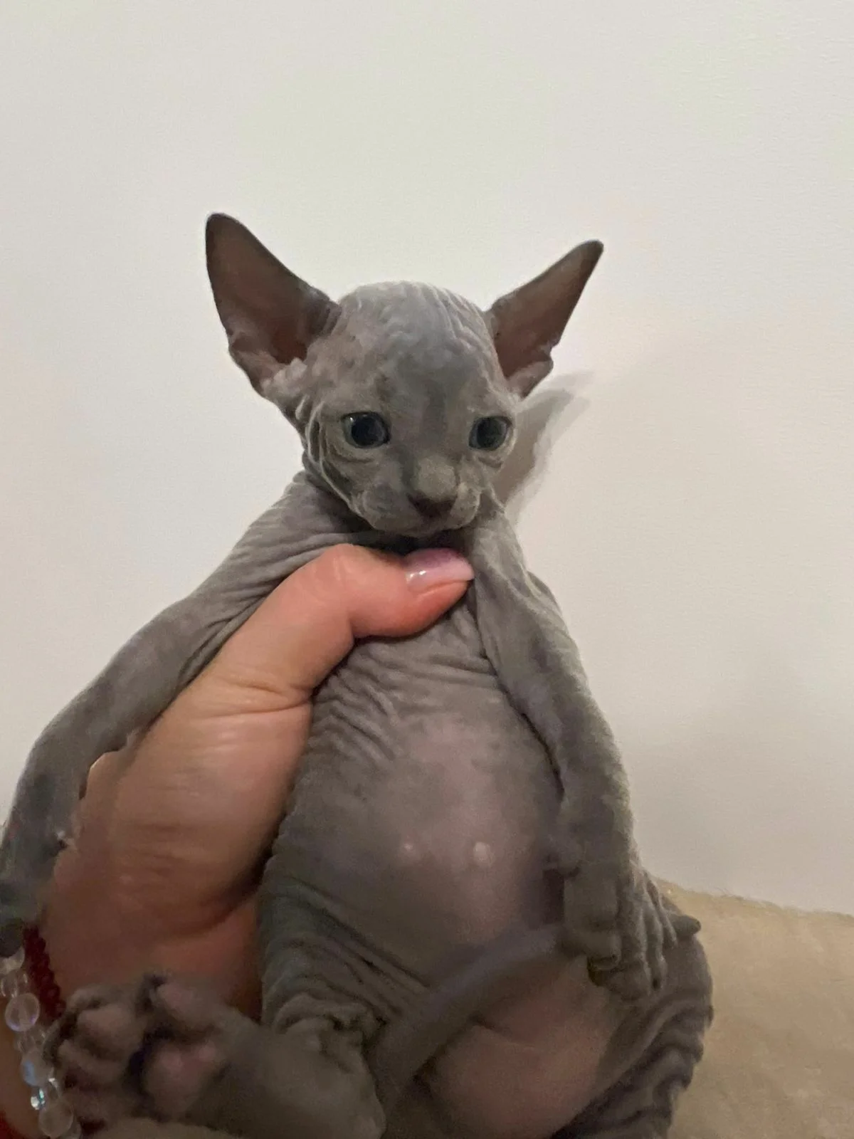 Котята сфинкс - миниатюра 6