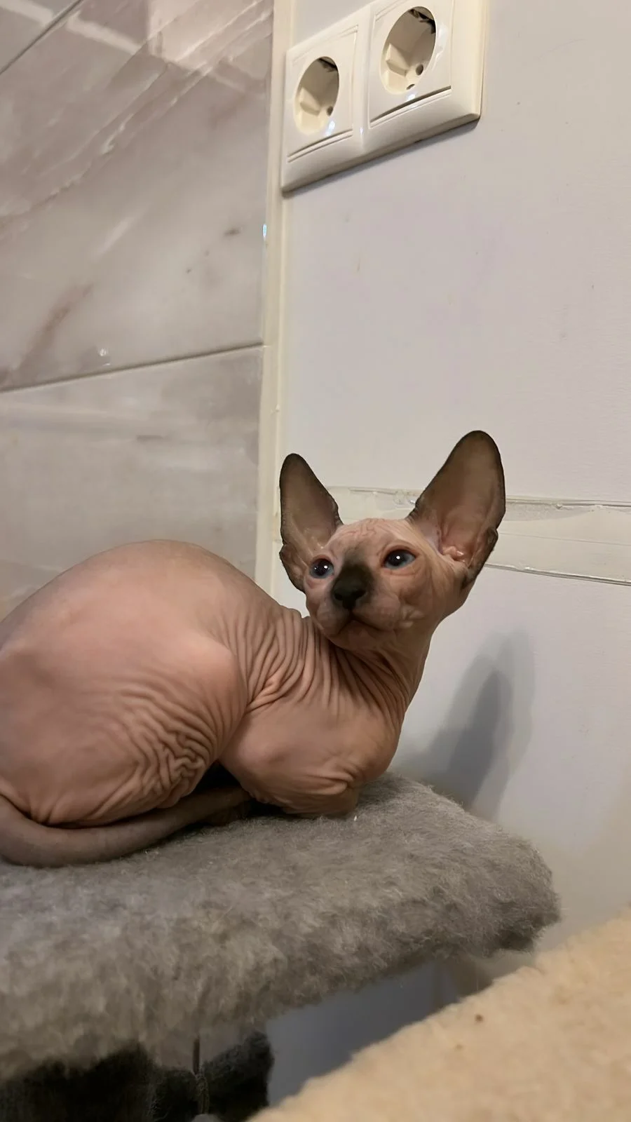 Котята сфинкс - миниатюра 9