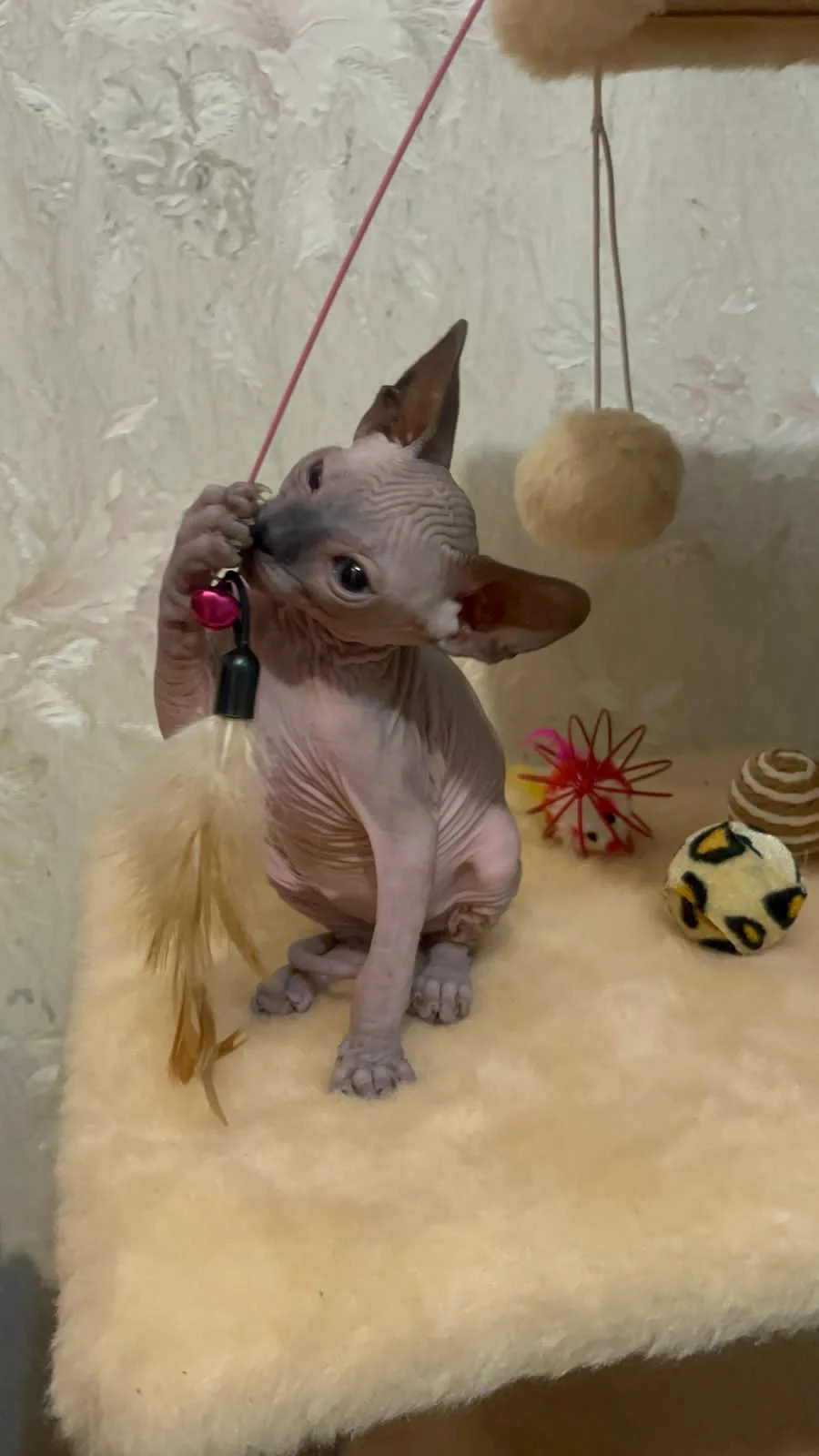 Котята сфинкс - миниатюра 10