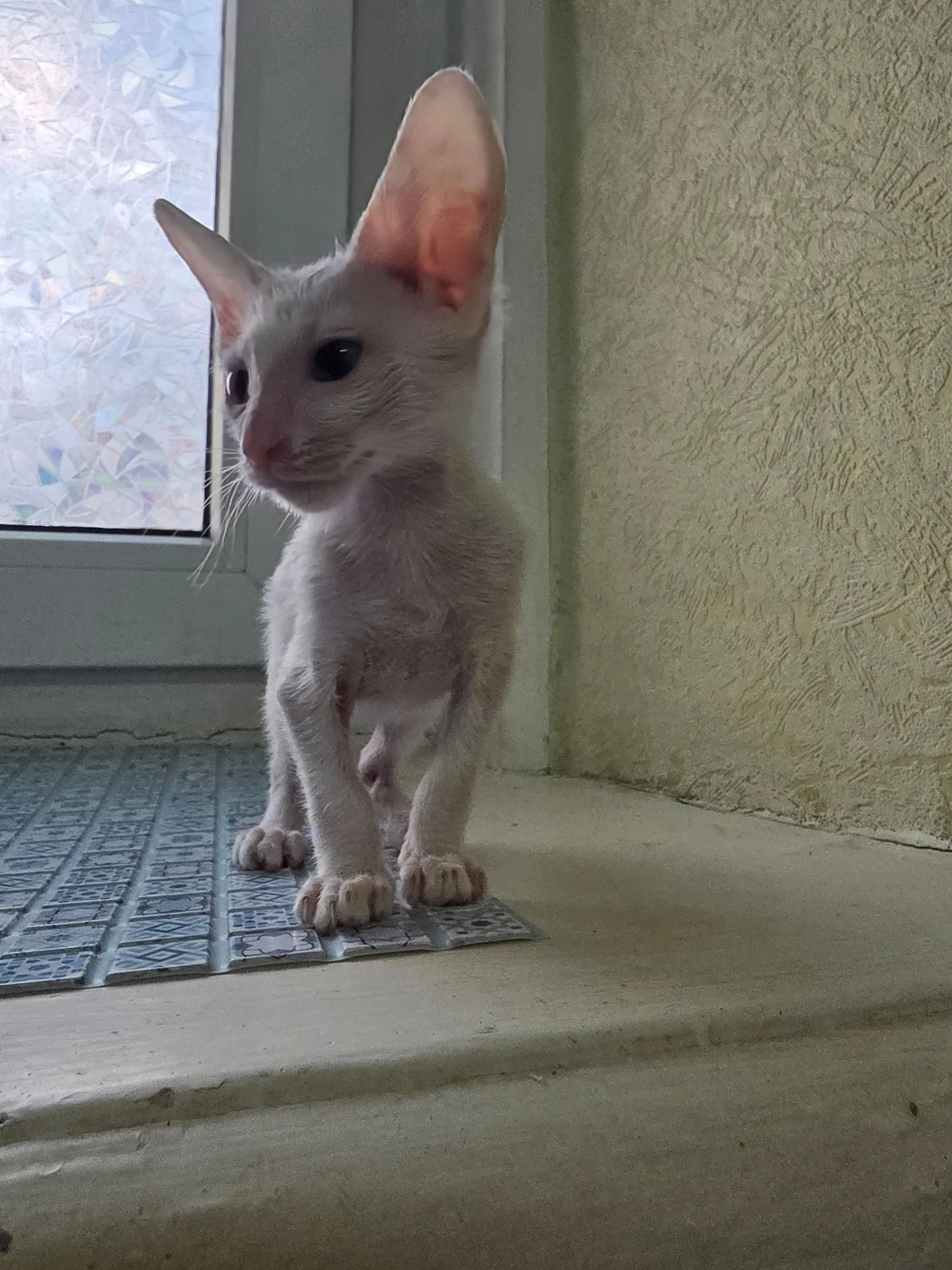 Ориентальный котенок - миниатюра 7