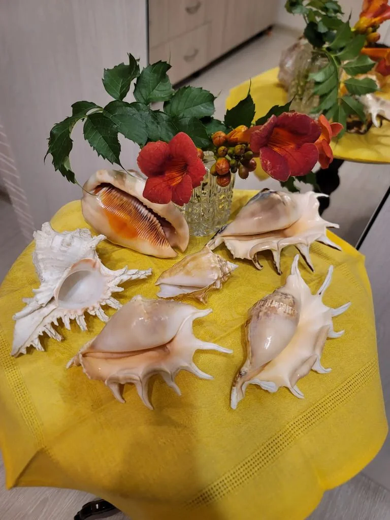 Морские раковины и ракушки - изображение 1