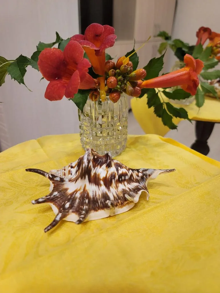 Морские раковины и ракушки - миниатюра 6