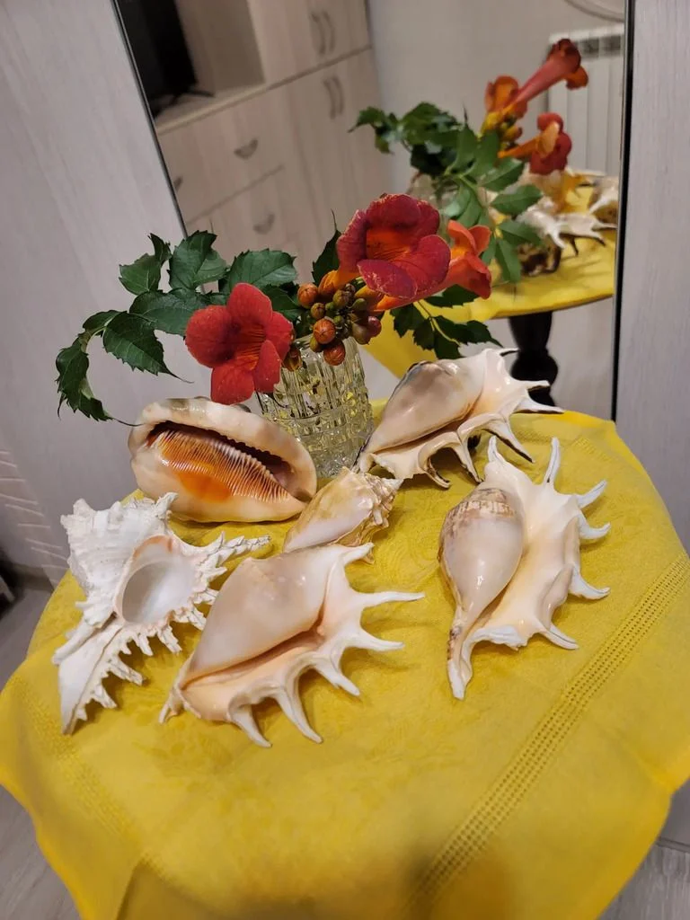 Морские раковины и ракушки - миниатюра 9