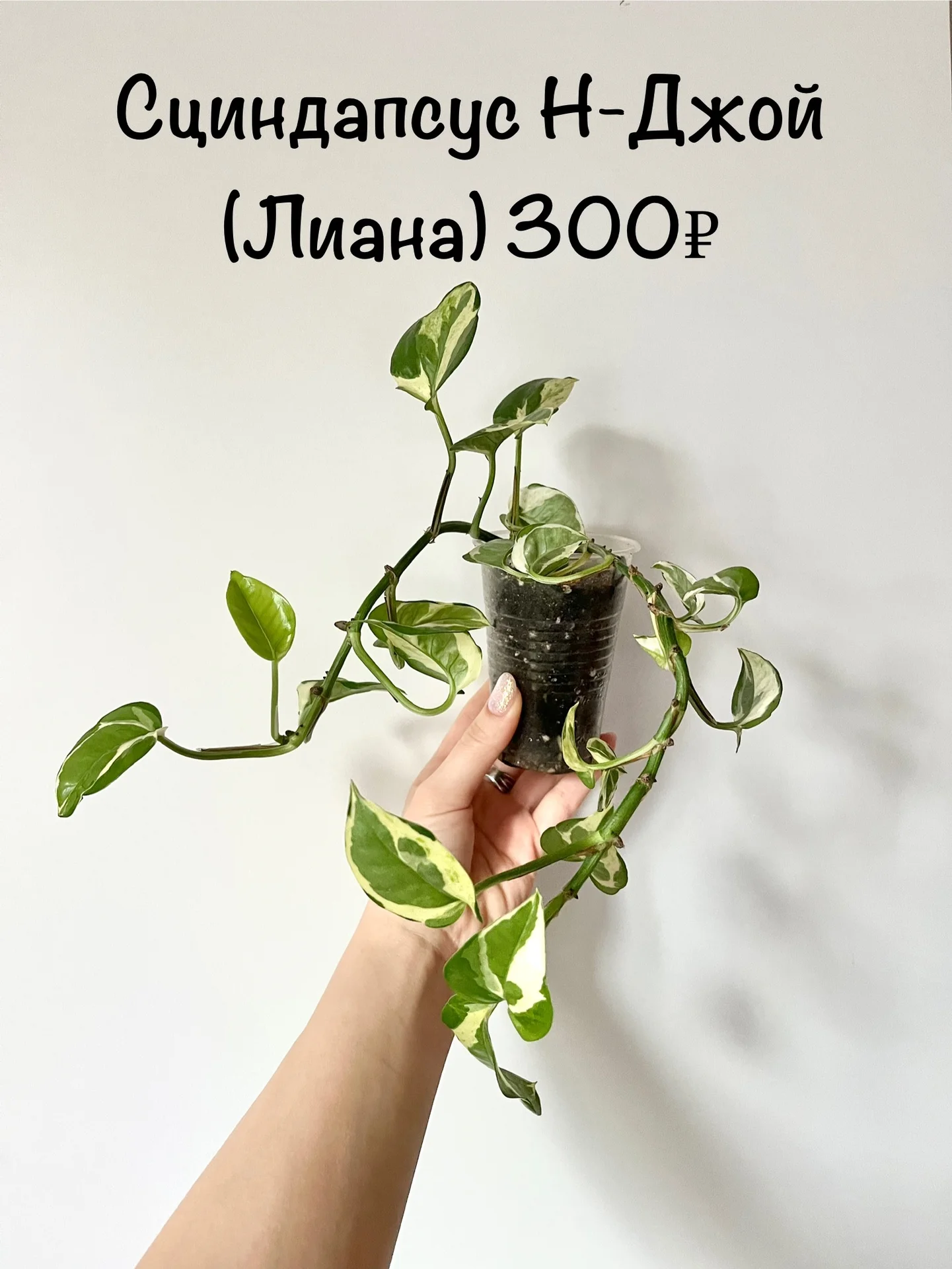 Комнатные цветы - миниатюра 2