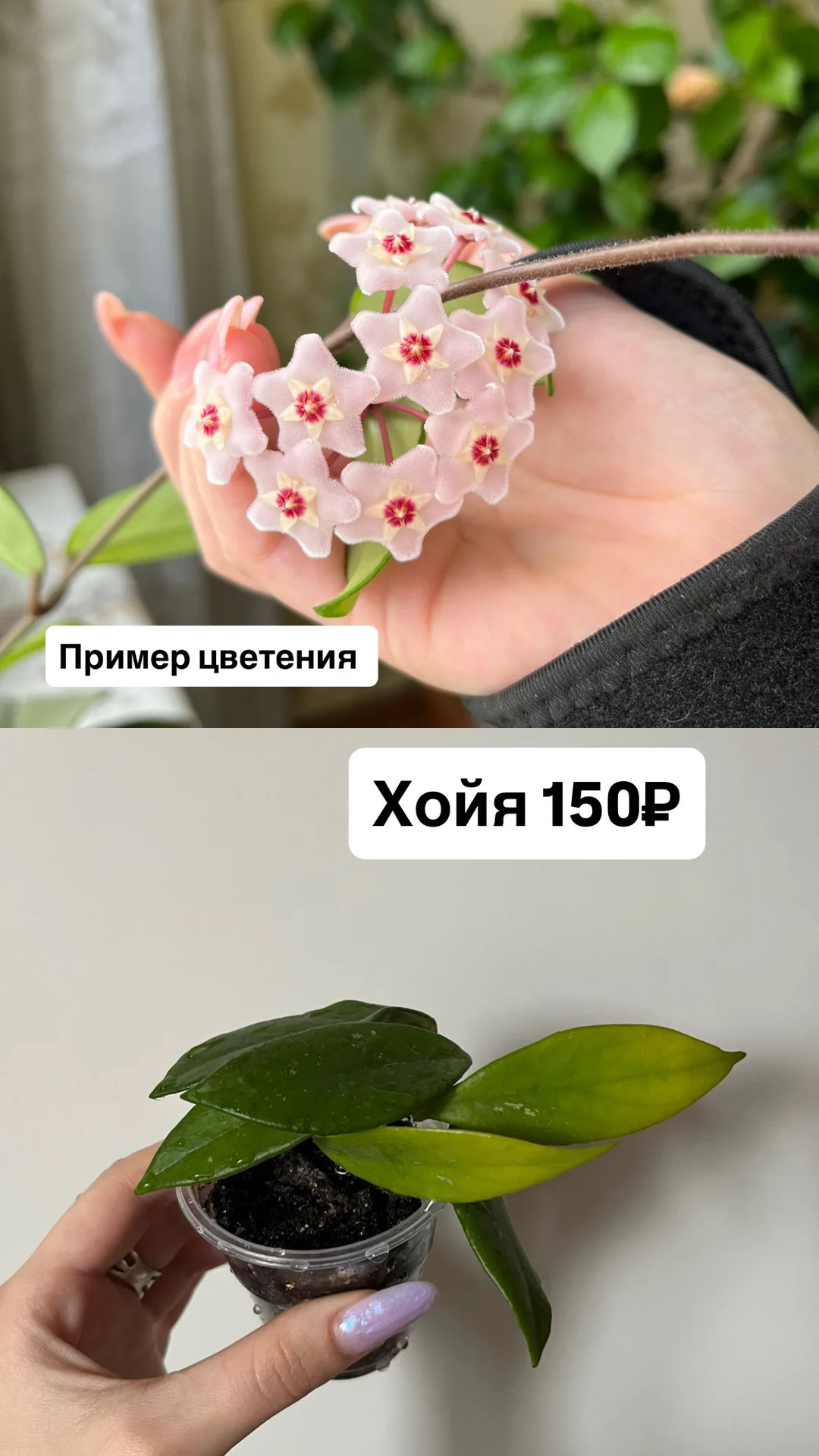Комнатные цветы - миниатюра 3
