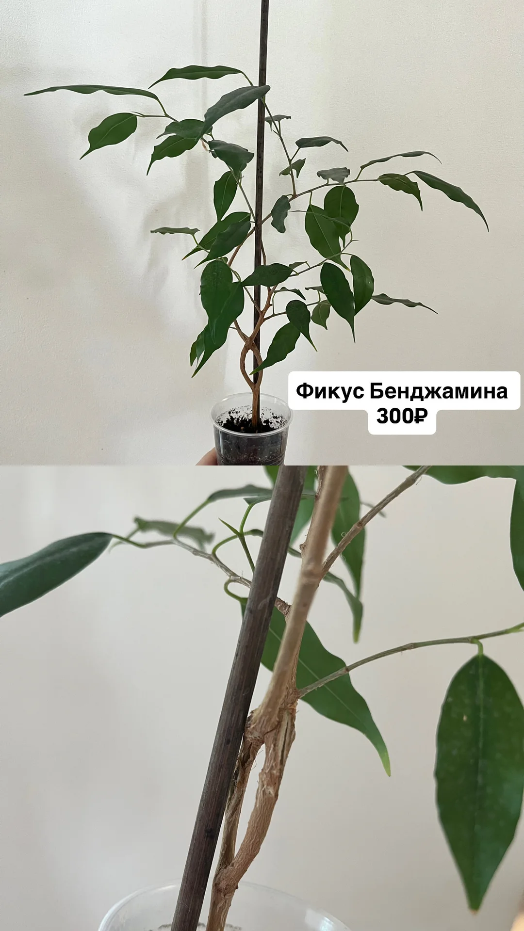 Комнатные цветы - миниатюра 4