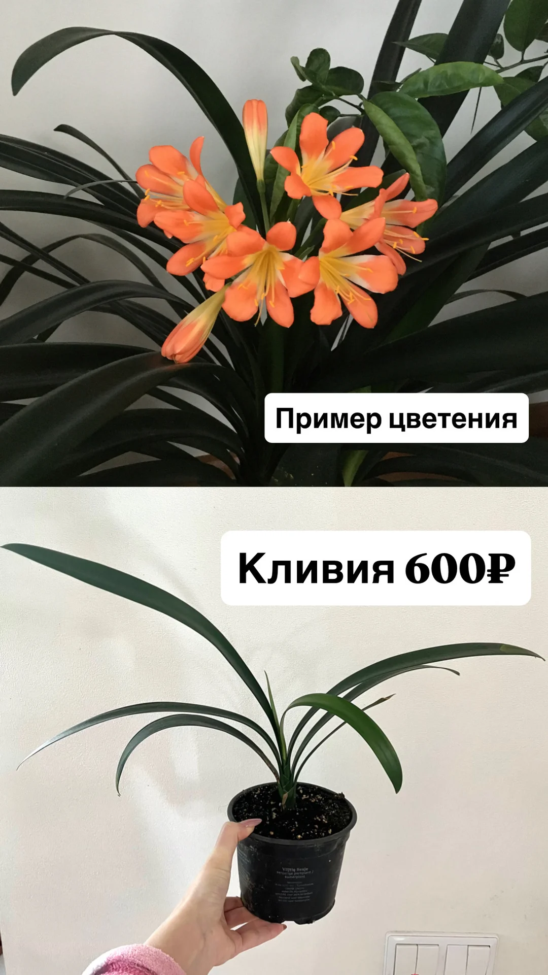 Комнатные цветы - миниатюра 5
