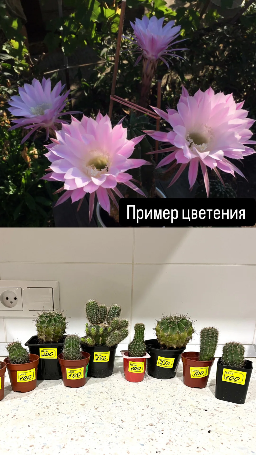 Комнатные цветы - миниатюра 6