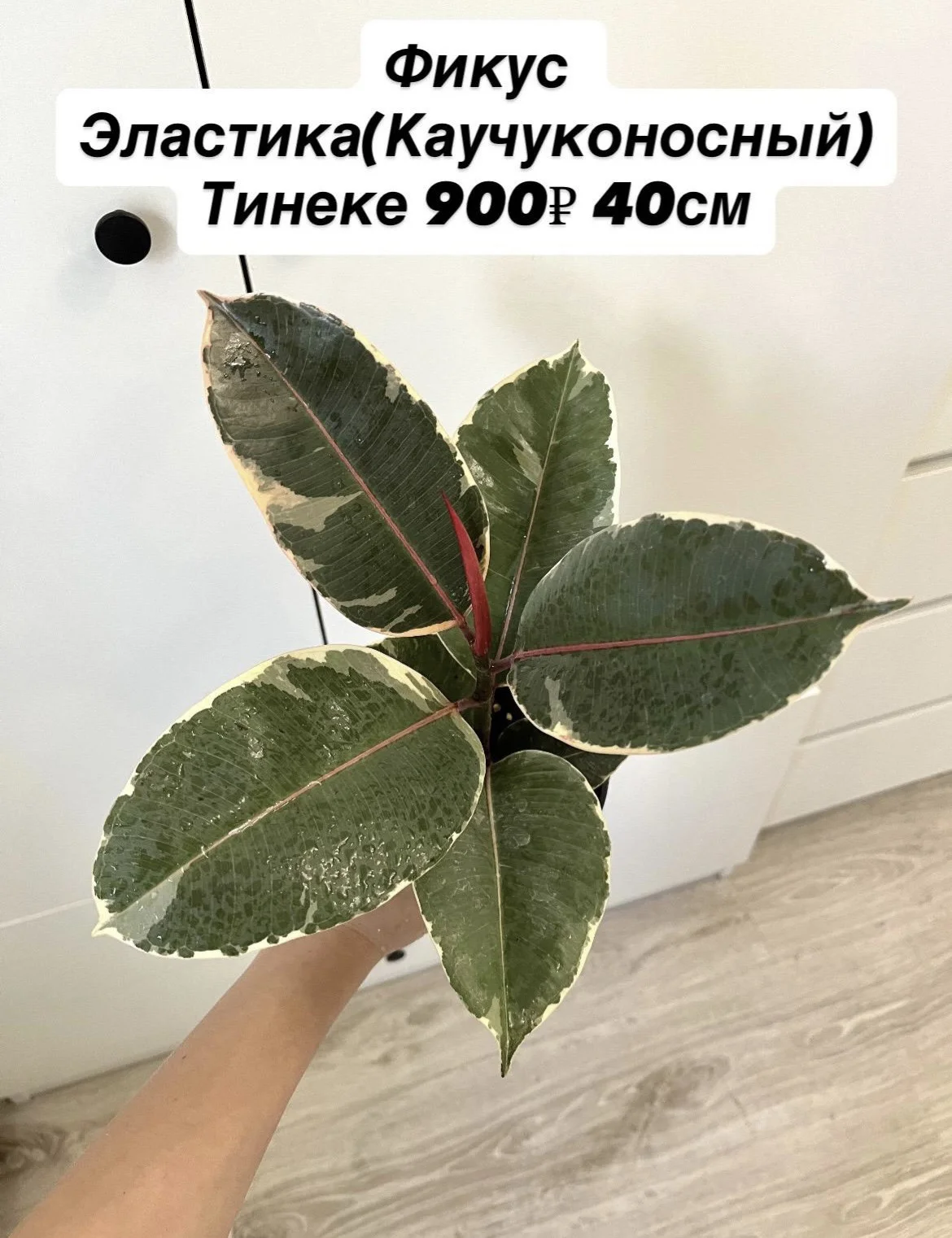 Комнатные цветы - миниатюра 8