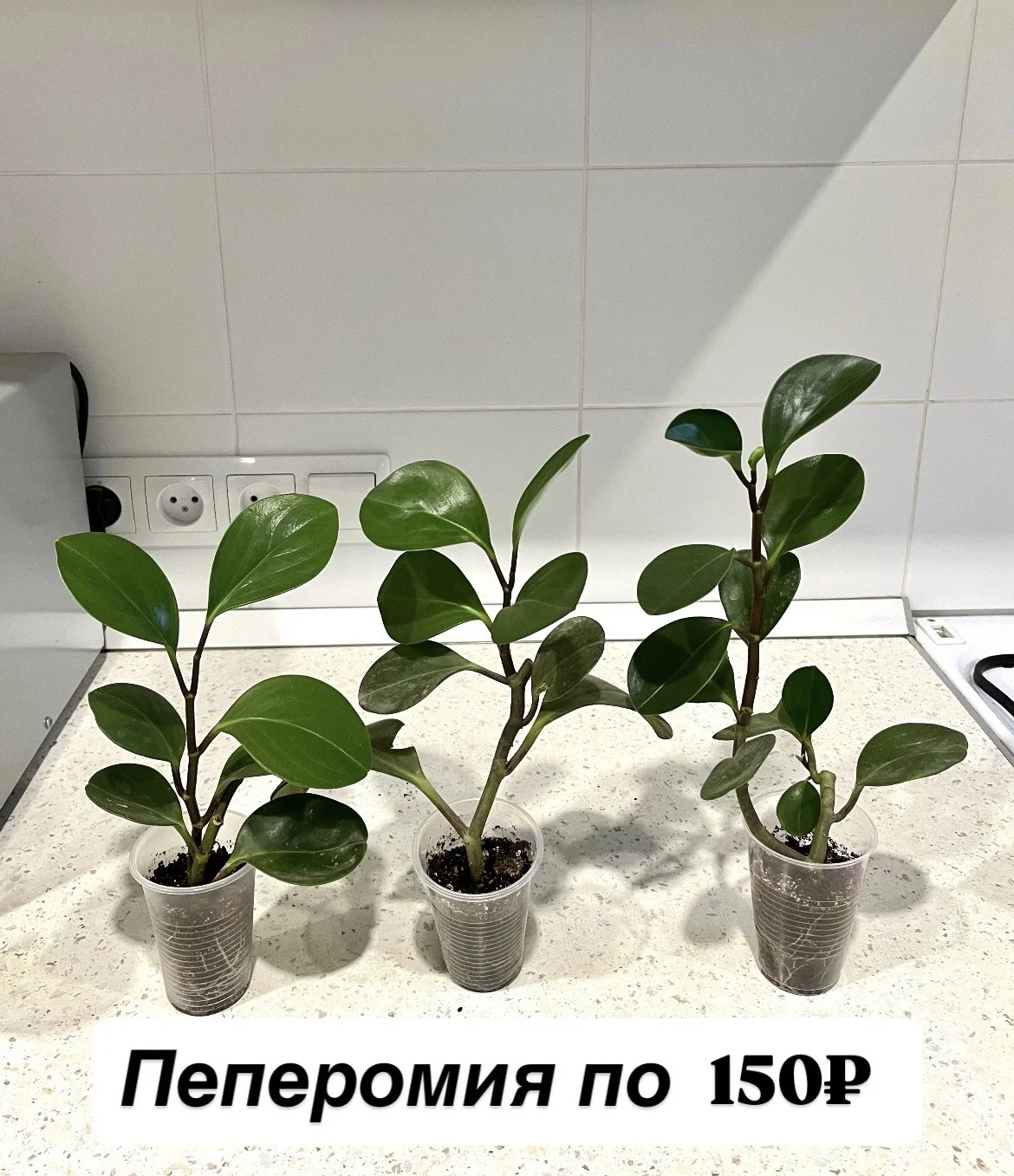 Комнатные цветы - миниатюра 9