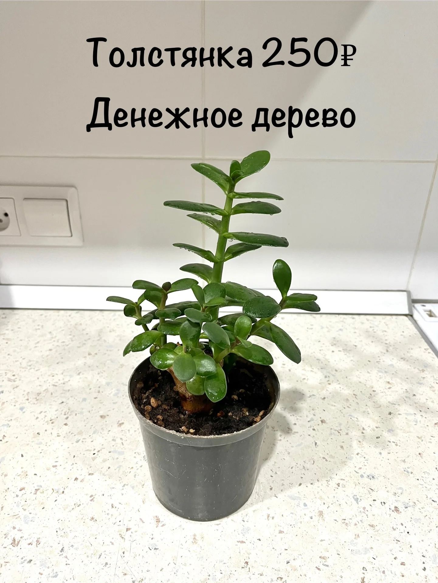 Комнатные цветы - миниатюра 10